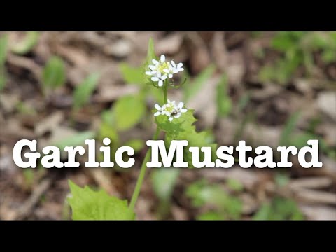 Garlic Mustard | Fast Field Guide
