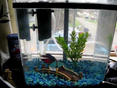 1.5 Gallon Betta Tank
