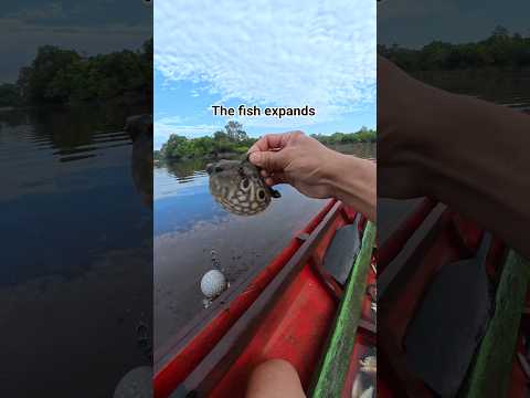 The fish expands #pufferfish #fishing #ikanbuncit #fish #viral #food #fishinglife #viralvideo