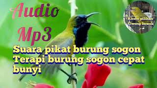 Download lagu mp3 pikat burung kecil, dan audio terapi burung sogon cepat gacorr @hobipilihan mp3 Download lagu mp3 pikat burung kecil, dan audio terapi burung sogon cepat gacorr @hobipilihan mp3