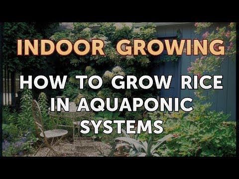 How to Regrow a Broken Aloe Leaf