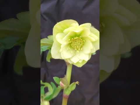 園芸 イエローレシーダ、ワイルドレシーダ、偽リシーダ