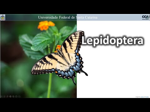 Lepidoptera