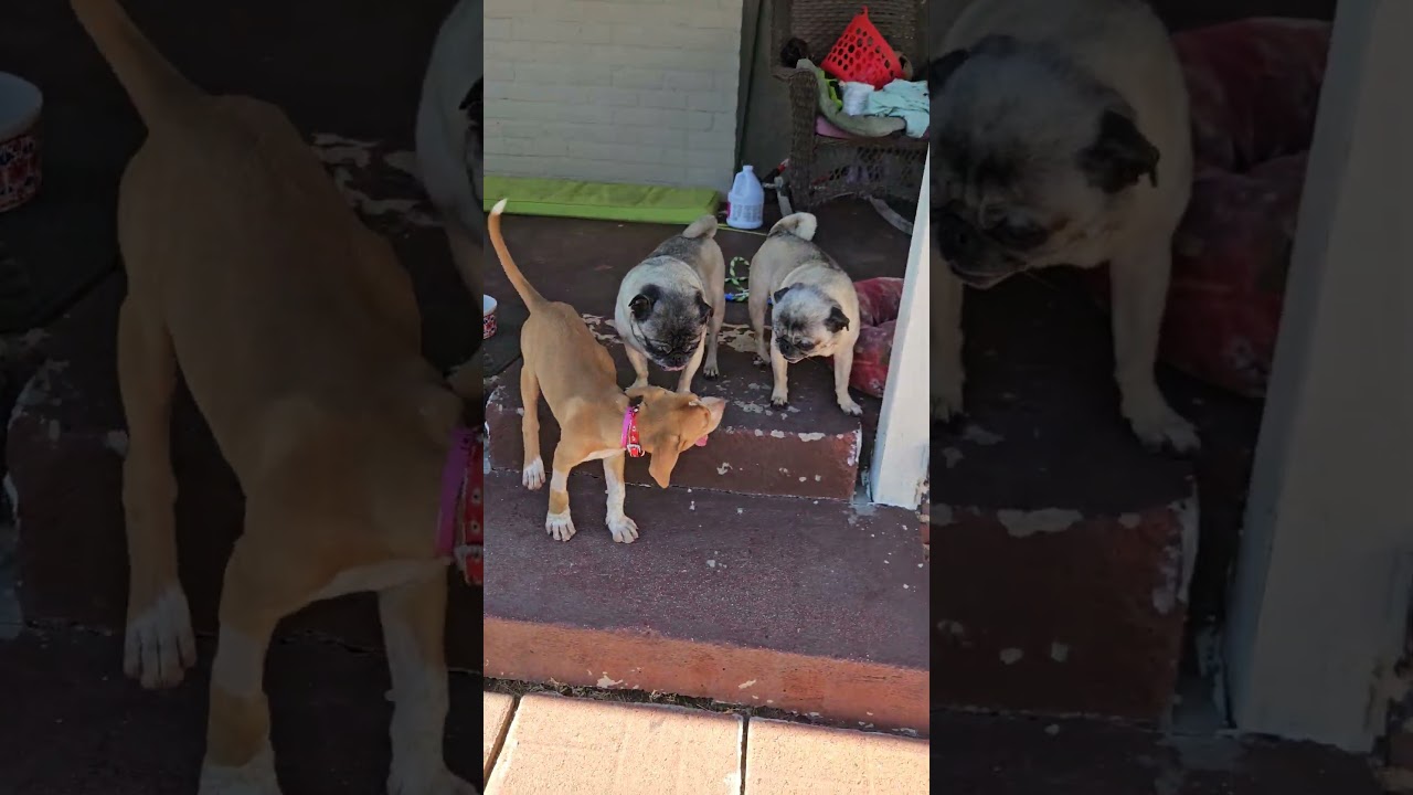 Enlarge Adorable Cookie, a Adoptable mixed breed in Hermosa Beach, CA video 3/3