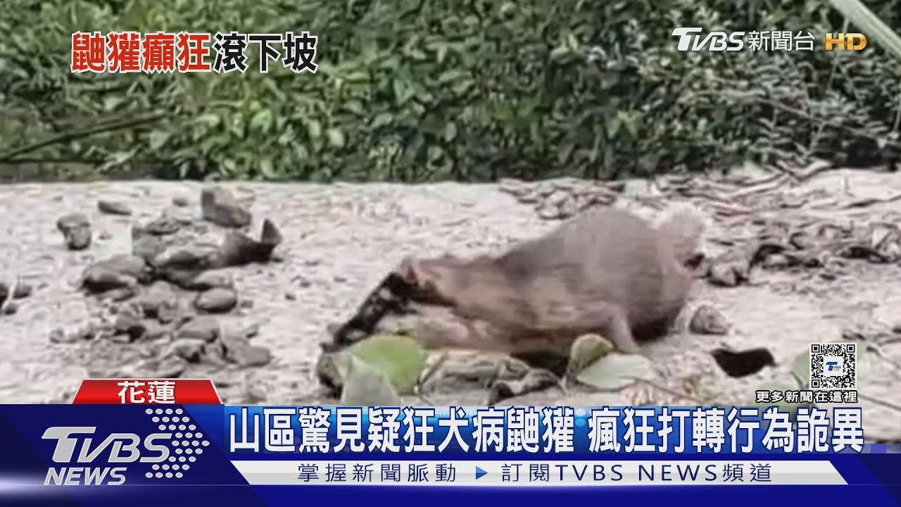 山區驚見疑狂犬病鼬獾 瘋狂打轉行為詭異
