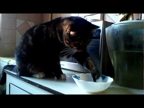 Мой кот Мур Мурыч кушает как человек. Позитив на целый день