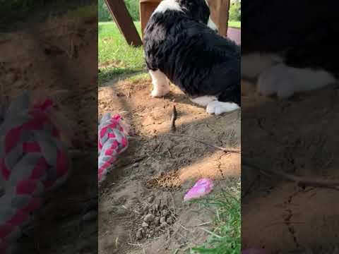 Brielle is a sweet bernedoodle puppy