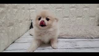 ハーフ犬の動画01