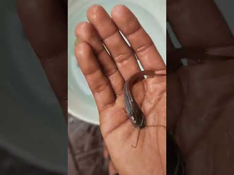 gold oscar tank cleaning✨️