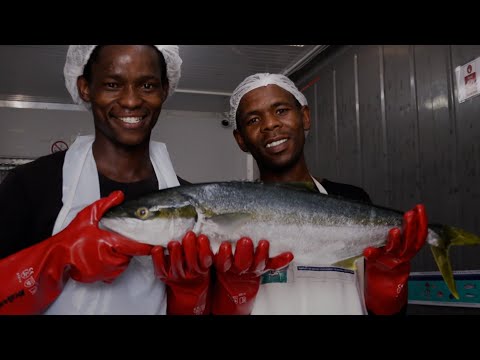 This South African start-up traces every fish from sea to plateThe World Economic Forum is the International Organization for Public-Private Coo...
