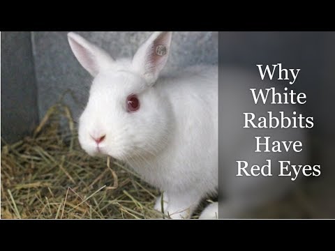 Why White Rabbits Have Red Eyes