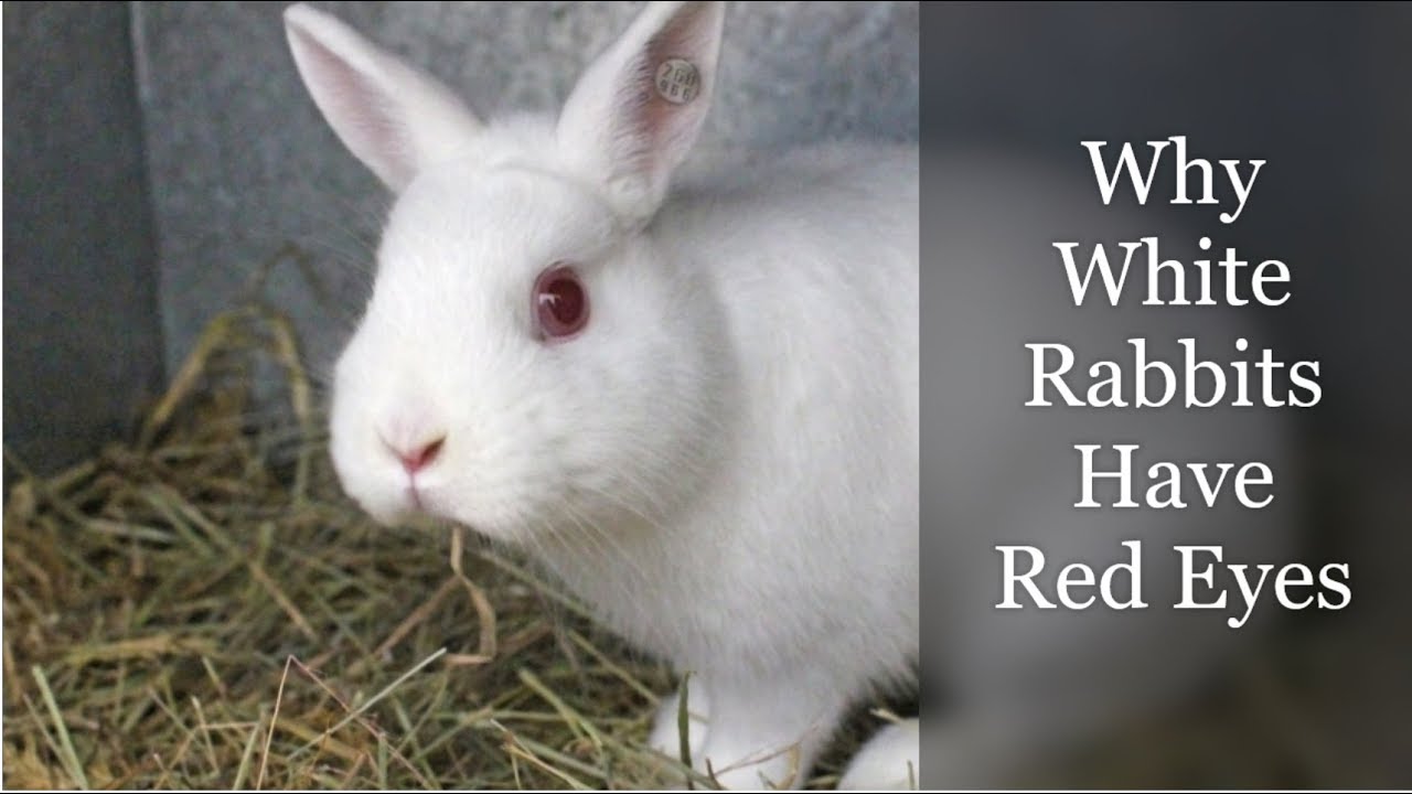 What breed is my white rabbit with red eyes?