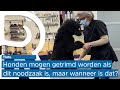 Hondentrimsalons mogen noodzakelijke vachten behandelen, maar wat is noodzakelijk?