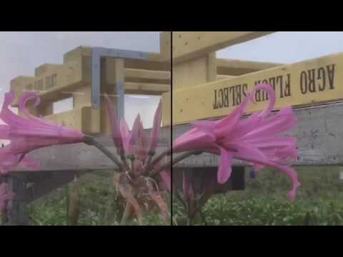 Nerine and Amarine by Agro Fleur Select