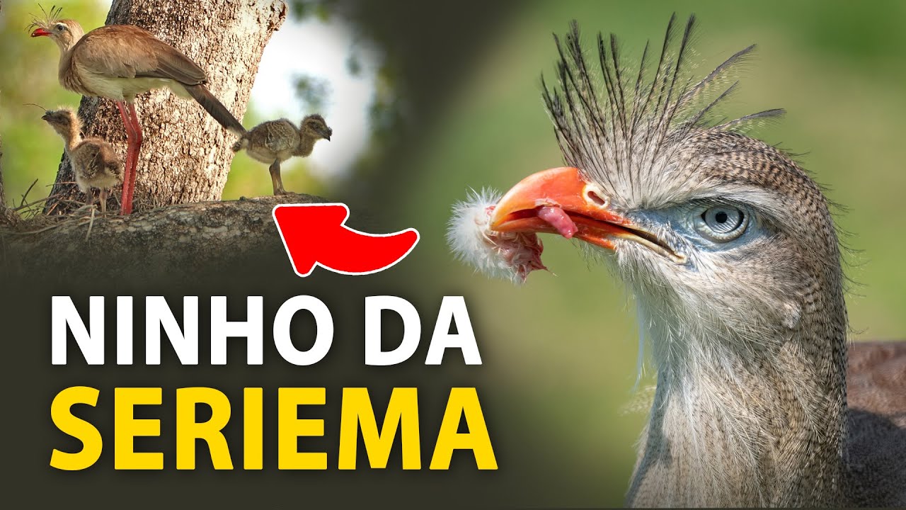 Como é o NINHO da SERIEMA? O que ela come? | Filhotes, comportamentos e cantos da seriema!