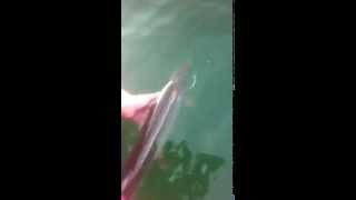 preview picture of video 'Young Muskie release - Chippewa Bay, NY'