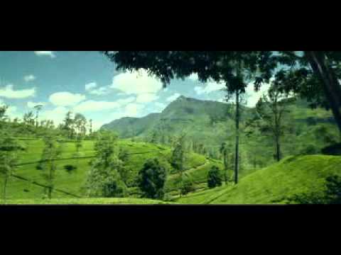 Чай Нури Высокогорный