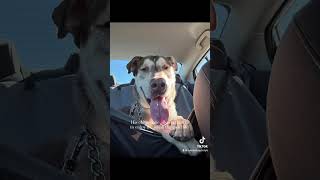Video preview image #1 Doberman Pinscher-Siberian Husky Mix Puppy For Sale in El Centro, CA, USA
