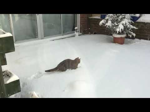 Fluffs first snow 2018