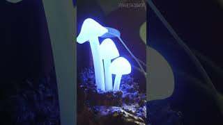 Music video thumbnail preview for MUSHROOM NEWS: FOREST AND MUSHROOMS | Season 2026 by Грибы