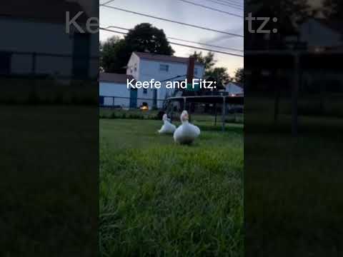 Keefe and Fitz in book one be like:.    #kotlc #keeperofthelostcities #fandom #sokeefe #fitzphie