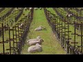 Relax With Sheep At Shafer Vineyards In Napa Valley 6 Hours 4K