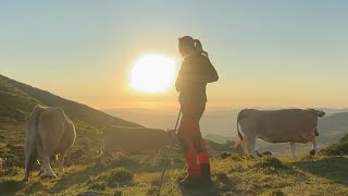 💥A stunning sunrise among cows in the Collados del Asón Natural Park!
