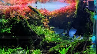 #335 make an aquascape with rambutan wood and some red plants