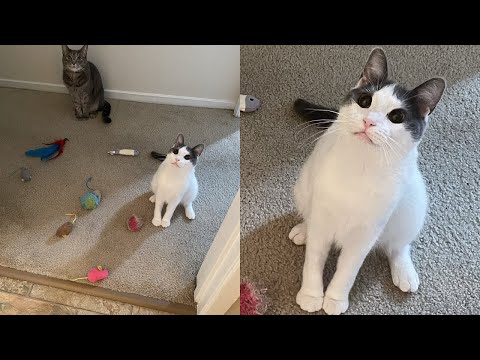 Laughing Out Loud With Hilarious Derpy Cat Moments – Synth Groove #12