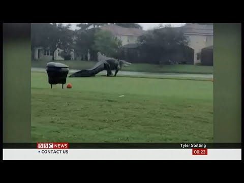 Large alligator seen walking across the golf course (USA) - BBC News - 15th November 2020