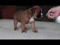 Boxer dogs for sale: Sadie - Video 1