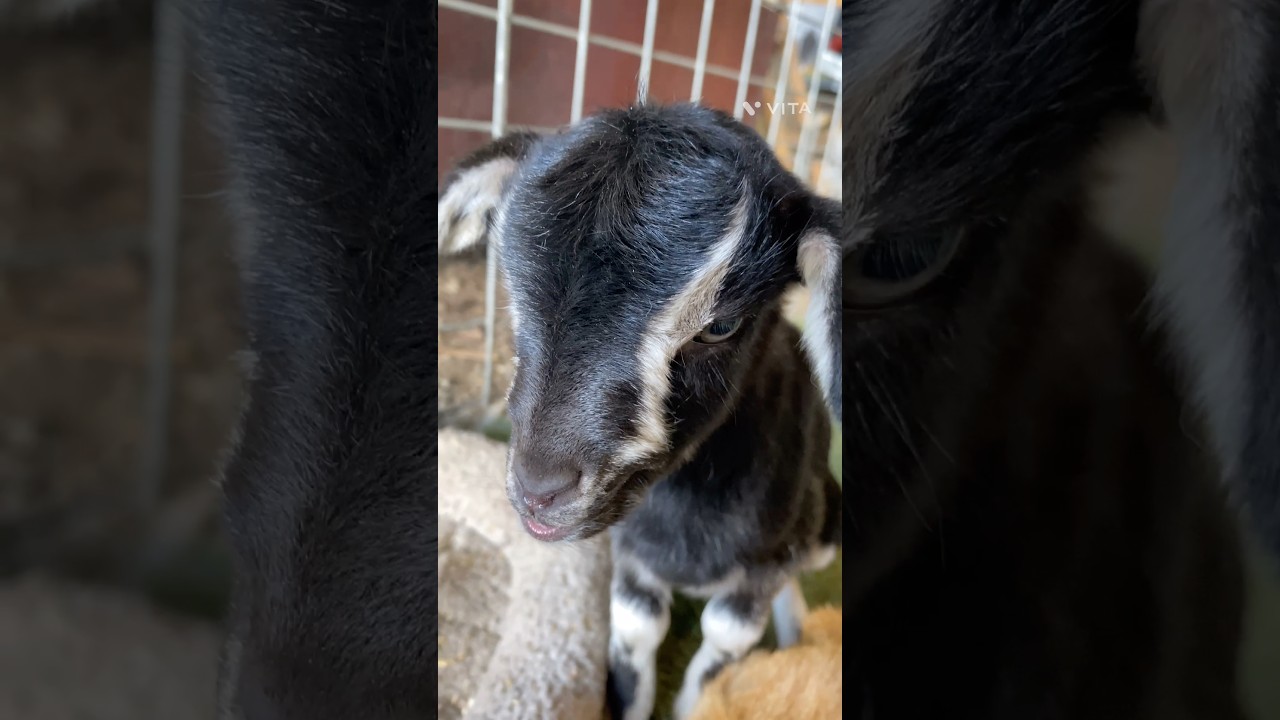 産まれたて仔ヤギと猫さん #animals