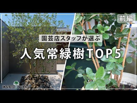 イタリアン サイプレス (Cupressus sempervirens) 鉢植えの常緑樹
