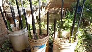 WE PLANTED OUR YELLOW DRAGON FRUIT CUTTINGS FROM THE PHILIPPINES