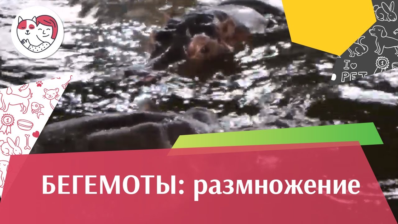 Бегемот Размножение на ilikepet