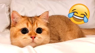 The BEST Cute and Funny Talking Pets 2024 of MARCH #pets #animals #funny
