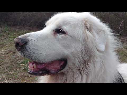 Knut breathing, 15 minutes into.our walk