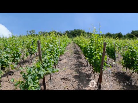 Weinschule Folge 24: Was ist eigentlich Mineralik im Wein?