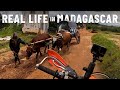 No electric cars: Ox-wagons instead. MADAGASCAR 🇲🇬[S7-E94]