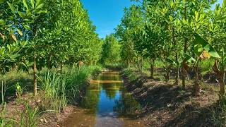 This Farm Keeps Every Drop of Rain & NEVER Uses Fertilizer