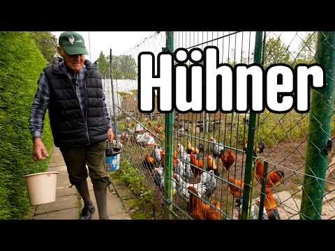 Schreckmoment Hühnerrundgang Edu Sept. 2024: Hennen verkaufen, Hähne halten, Hühner Fachgespräch