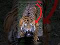 You Won’t Believe How Loud Tiger Can Roar! #shorts #tiger #viral #animals