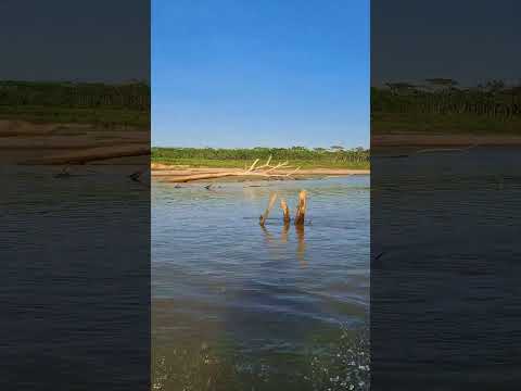 viajando no rio juruá destino a comunidade lagoinha