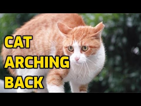 Why Do Cats Walk With An Arched Back?