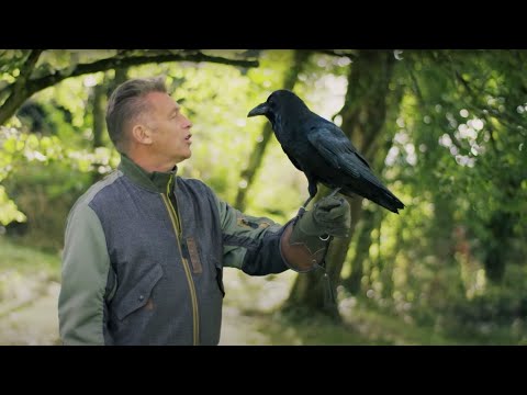 Ravens Are Incredibly Clever, and Here’s Some Proof!