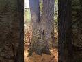 Schizophrenia is a Forest #schizophrenia #art #neurodivergent #forest #hallucinations #psychosis