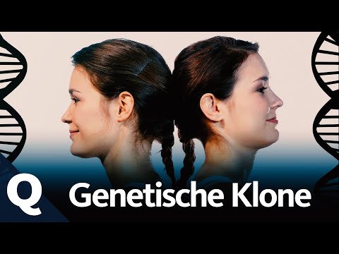 Co prozrazují dvojčata o genech?