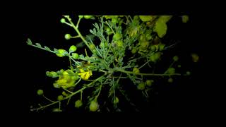 Mary Lattimore - Never Saw Him Again