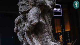 PEYZAJ UYGULAMA | 5 #galataport
