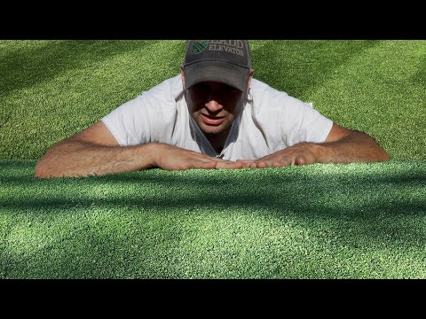 Perennial Ryegrass  vs Kentucky Bluegrass